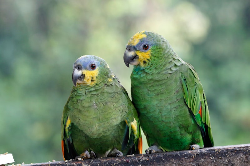 Amazona ochrocephala